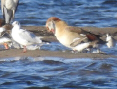 Alopochen aegyptiaca