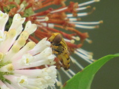 Parhelophilus laetus