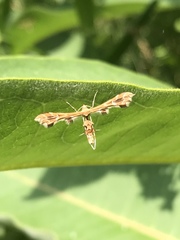 Geina periscelidactylus