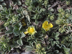 Potentilla cinerea