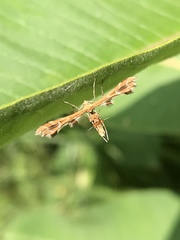 Geina periscelidactylus