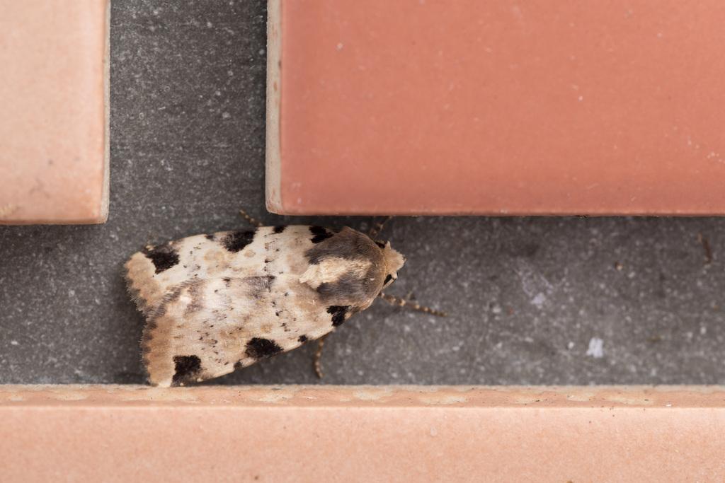 Cosmia poecila