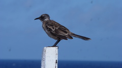 Mimus parvulus bauri