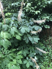 Aesculus parviflora