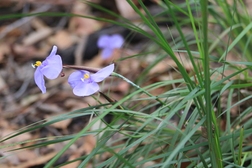 Image of Patersonia glabrata by (c) Sofia Zvolanek, some rights reserved (CC BY)