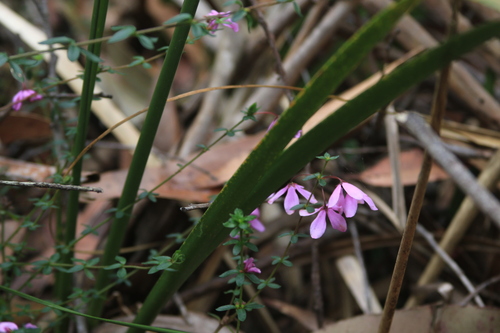 Image of Tetratheca thymifolia by (c) Sofia Zvolanek, some rights reserved (CC BY)