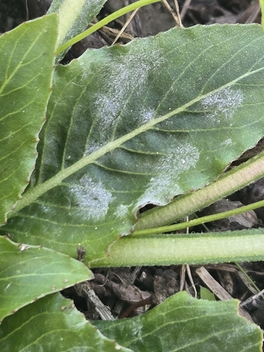 Evening-Primrose Powdery Mildew