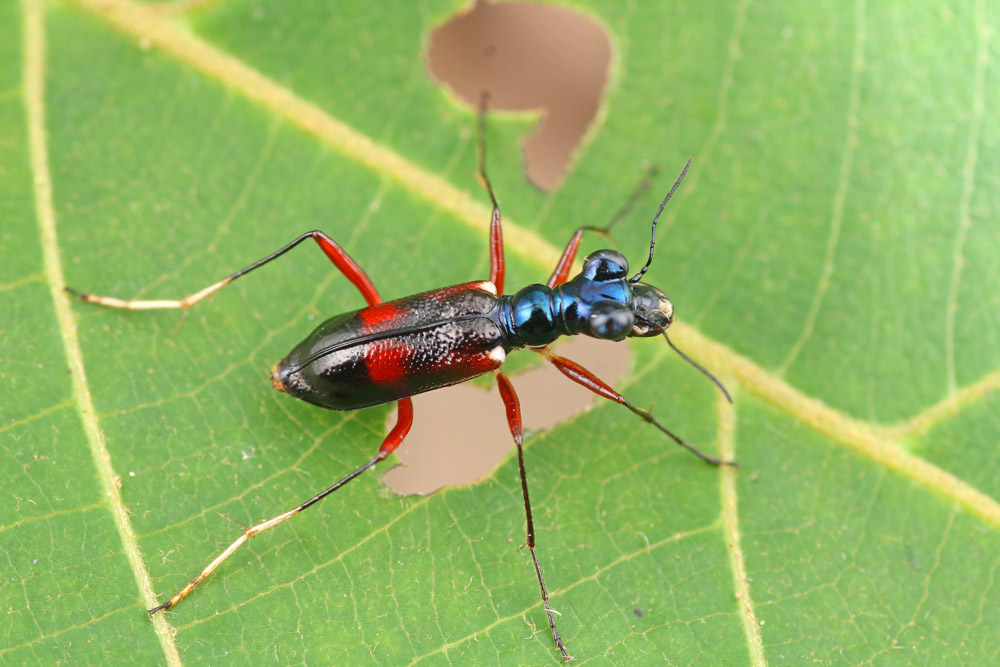 Therates tuberosus