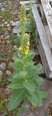 Kleinblütige Königskerze (Verbascum thapsus): Herkunft und Verwendung — Foto 2
