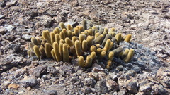 Brachycereus nesioticus