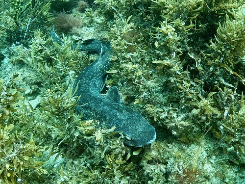 Gulf catshark (Asymbolus vincenti) — Scyliorhinidae — 4
