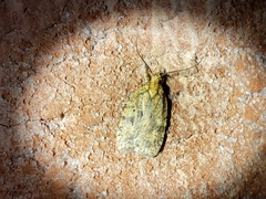 Agonopterix robiniella