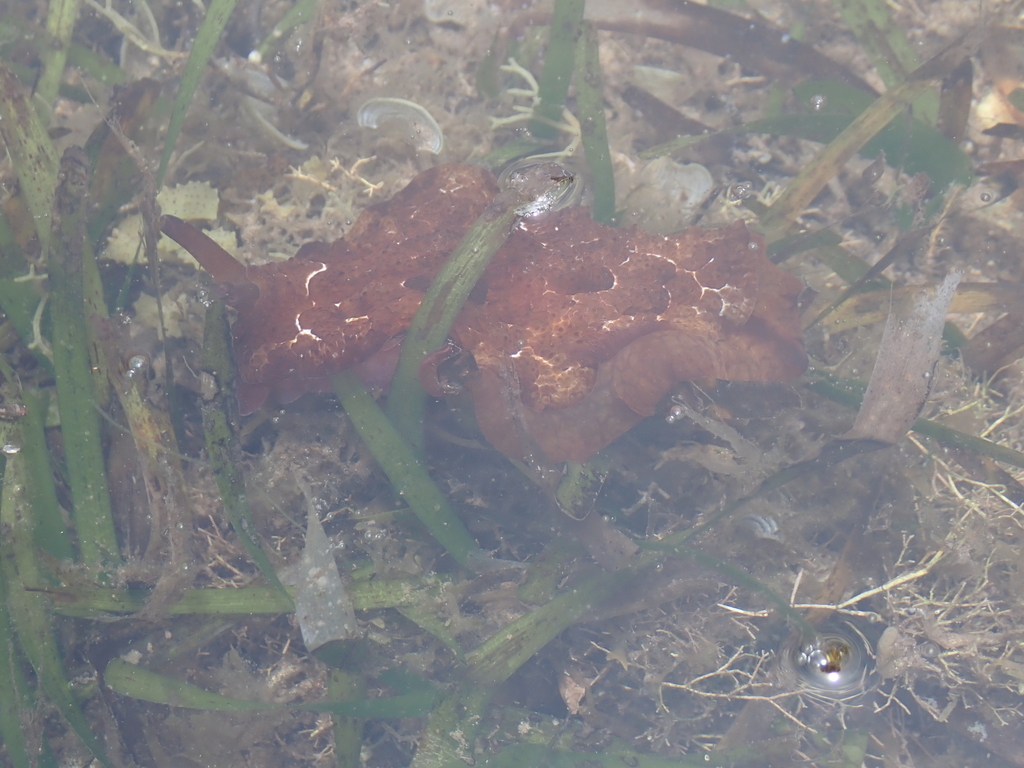 Forskal's sidegill slug