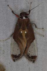 Bertholdia albipuncta