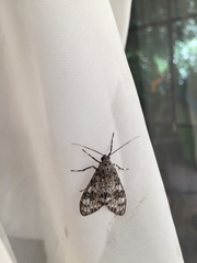 Eucereon myrina
