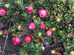 Disterigma empetrifolium