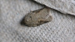 Acleris chalybeana