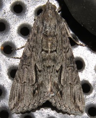 Melipotis jucunda