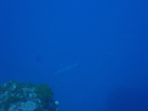 Grey Reef Shark