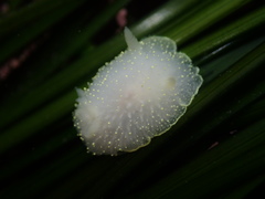 Acanthodoris hudsoni