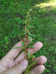 Blitum virgatum
