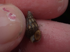 Nassarius mendicus