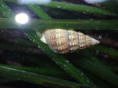 Nassarius mendicus