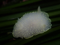 Acanthodoris hudsoni