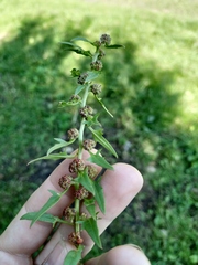 Blitum virgatum