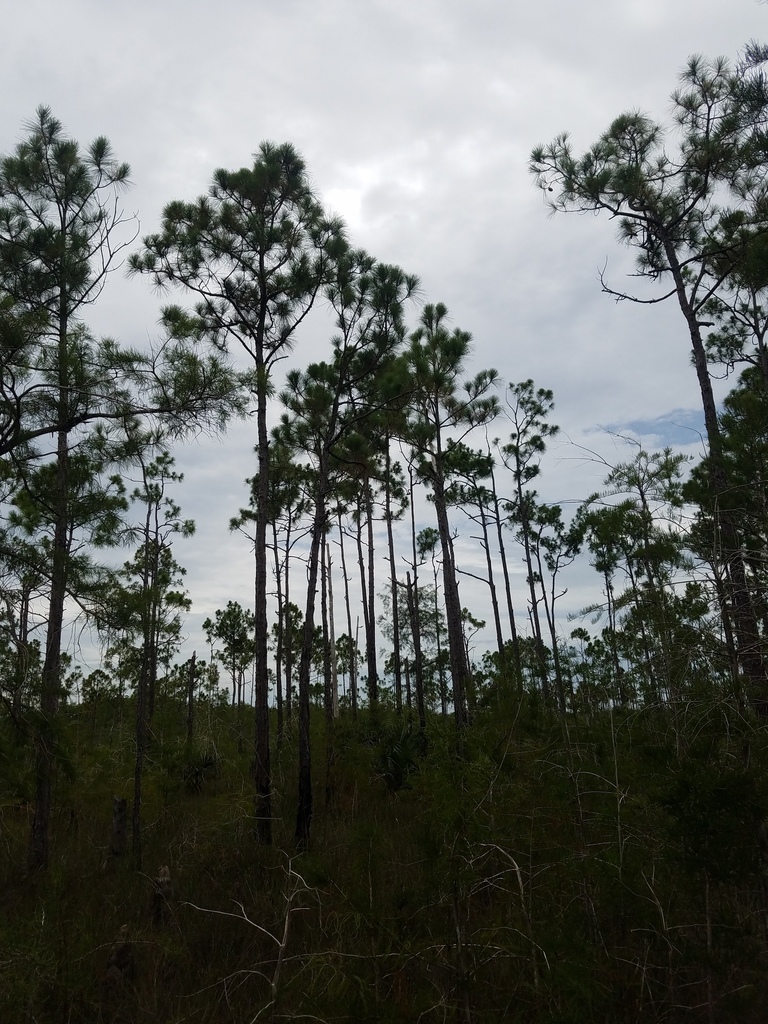 slash pine from Monroe County, FL, USA on July 7, 2019 at 02:10 PM by ...