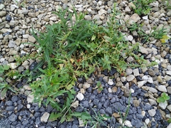 Blitum virgatum