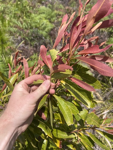Image of Xylomelum salicinum by no rights reserved
