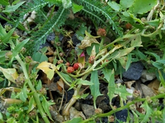 Blitum virgatum