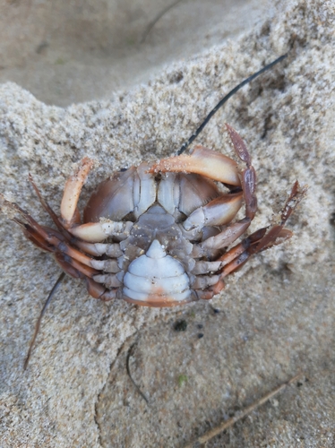 Polybius henslowii