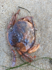 Polybius henslowii