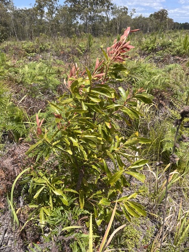 Image of Xylomelum salicinum by no rights reserved