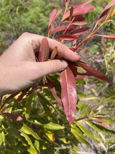 Image of Xylomelum salicinum by no rights reserved