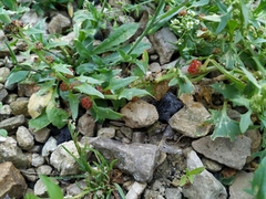 Blitum virgatum