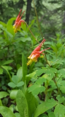 Aquilegia elegantula