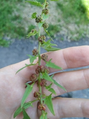 Blitum virgatum
