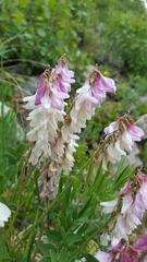 Hedysarum occidentale