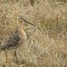 Dowitchers - Photo (c) Riley Walsh, some rights reserved (CC BY-NC)