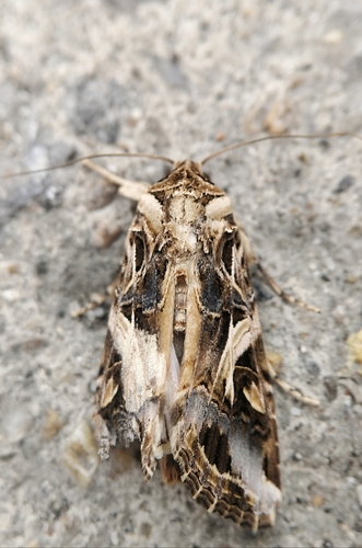 Oriental leafworm moth