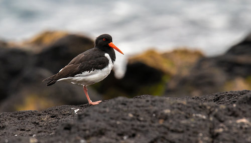Eurasian Oystercatcher, photo 8 of 10