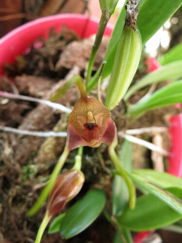 Masdevallia cupularis