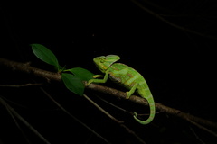 Veiled Chameleon photo 3