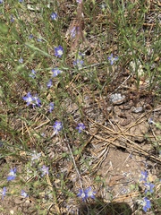 Eriastrum sapphirinum sapphirinum