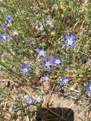 Eriastrum sapphirinum sapphirinum
