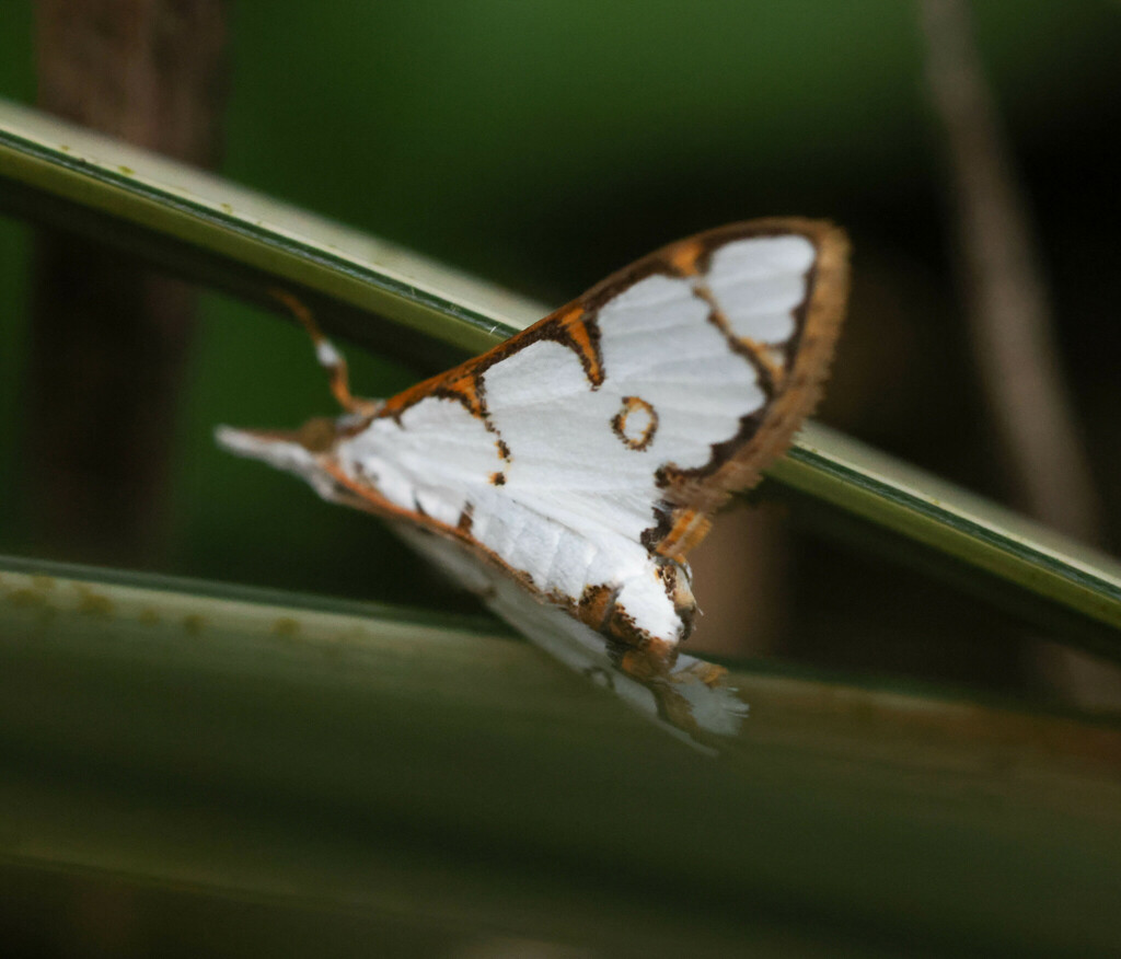 Cirrhochrista annulifera (Cirrhochrista annulifera)