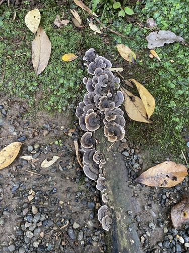 Trametes versicolor
